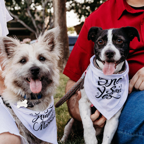 Our Pet Toy Fund