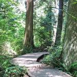 Local Hike: Pacific Spirit Park
