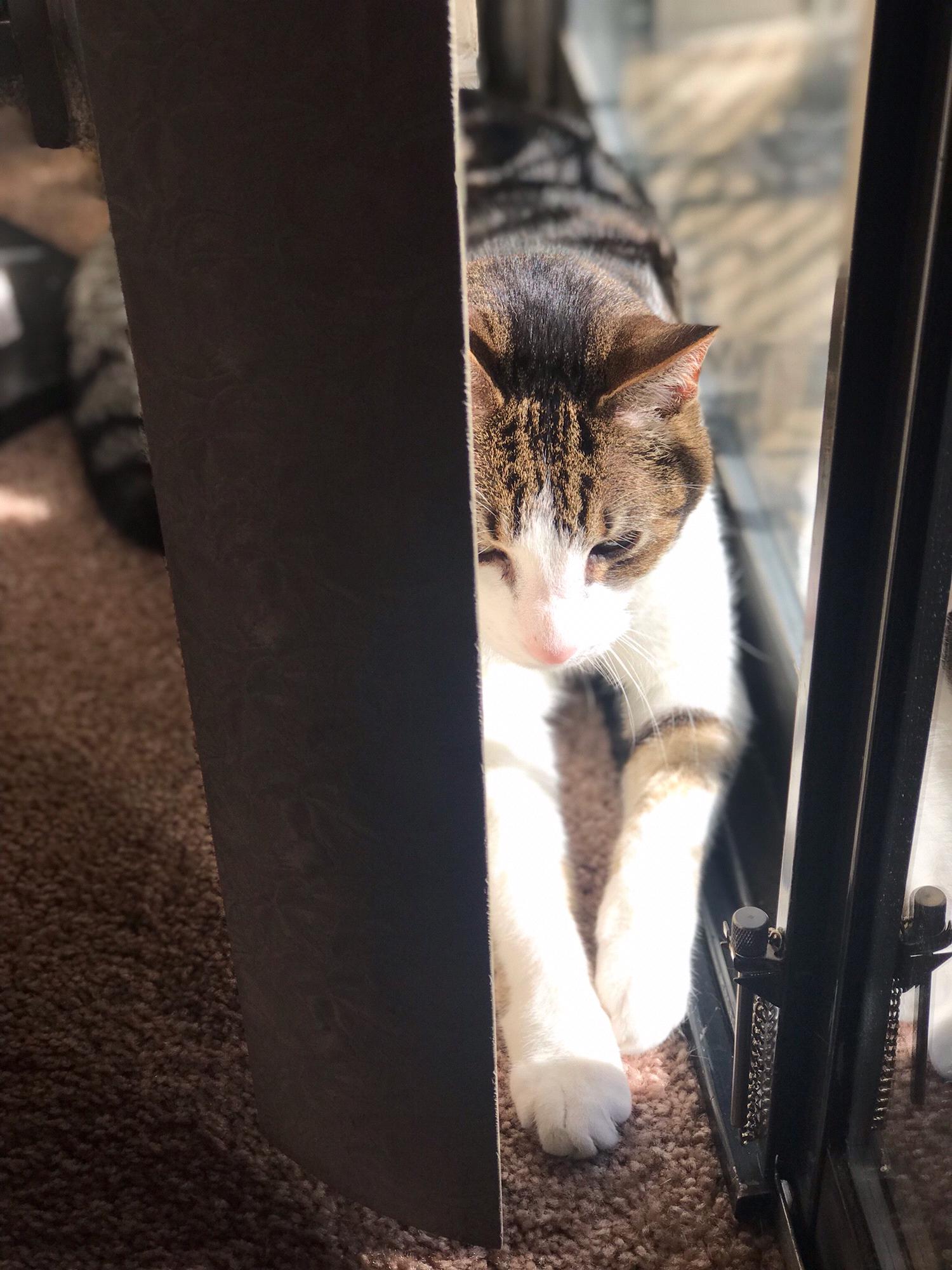 Kazé loves sunbeams.