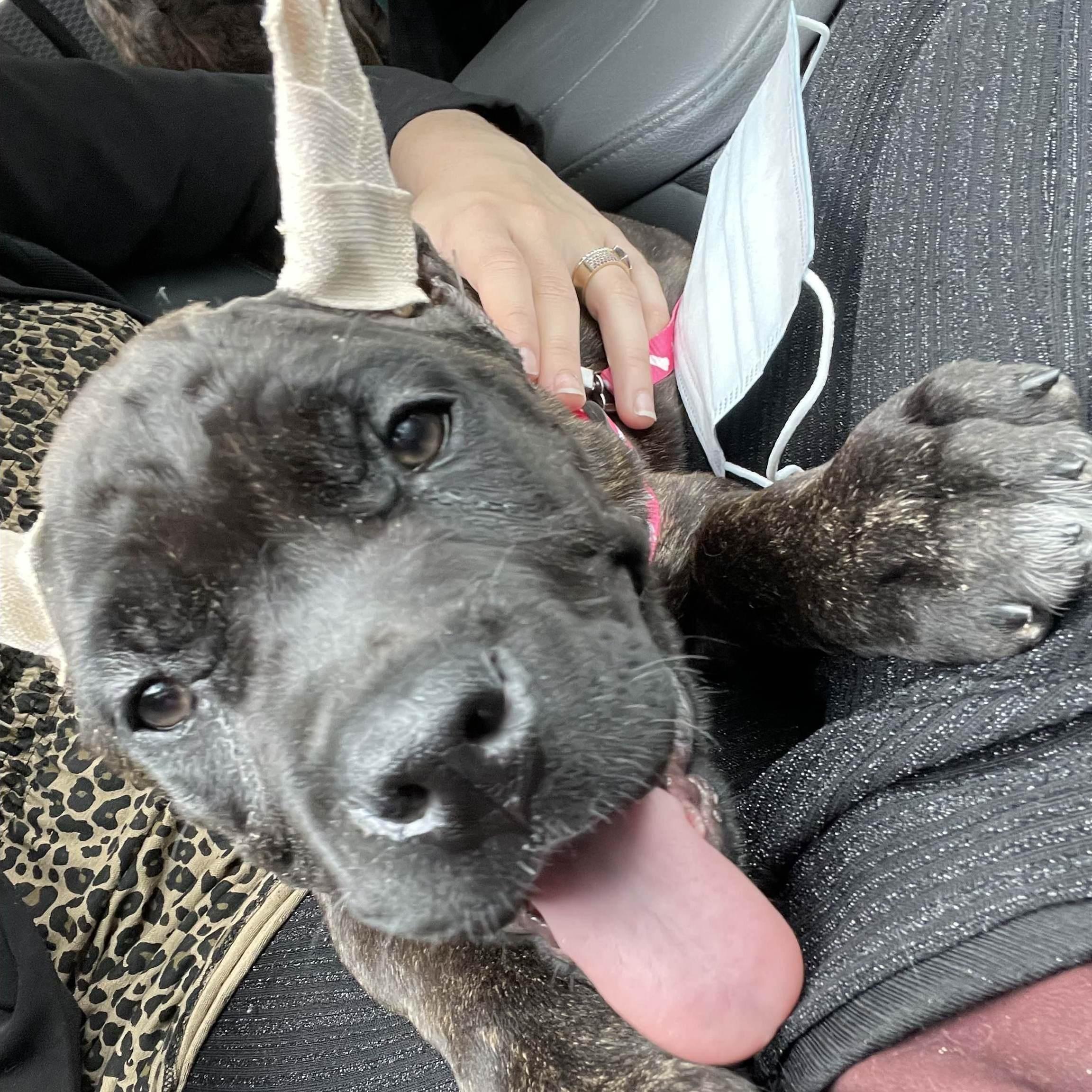 Wally's first day home!!! 2021