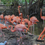 Jungle Island