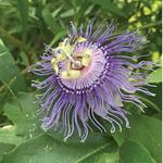 Jenkins Arboretum & Gardens