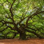 Angel Oak Tree