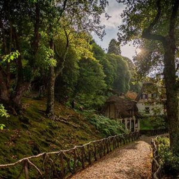 Laurissilva Forest Hike