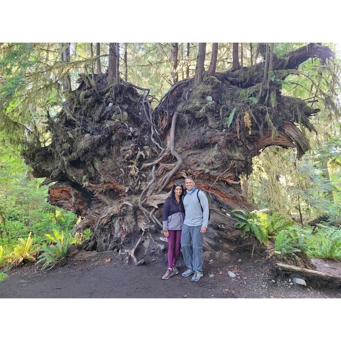 Heart shaped tree in Olympic National Park, Washington