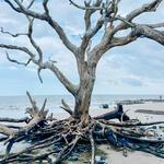 Driftwood Beach