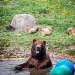 Montana Grizzly Encounter