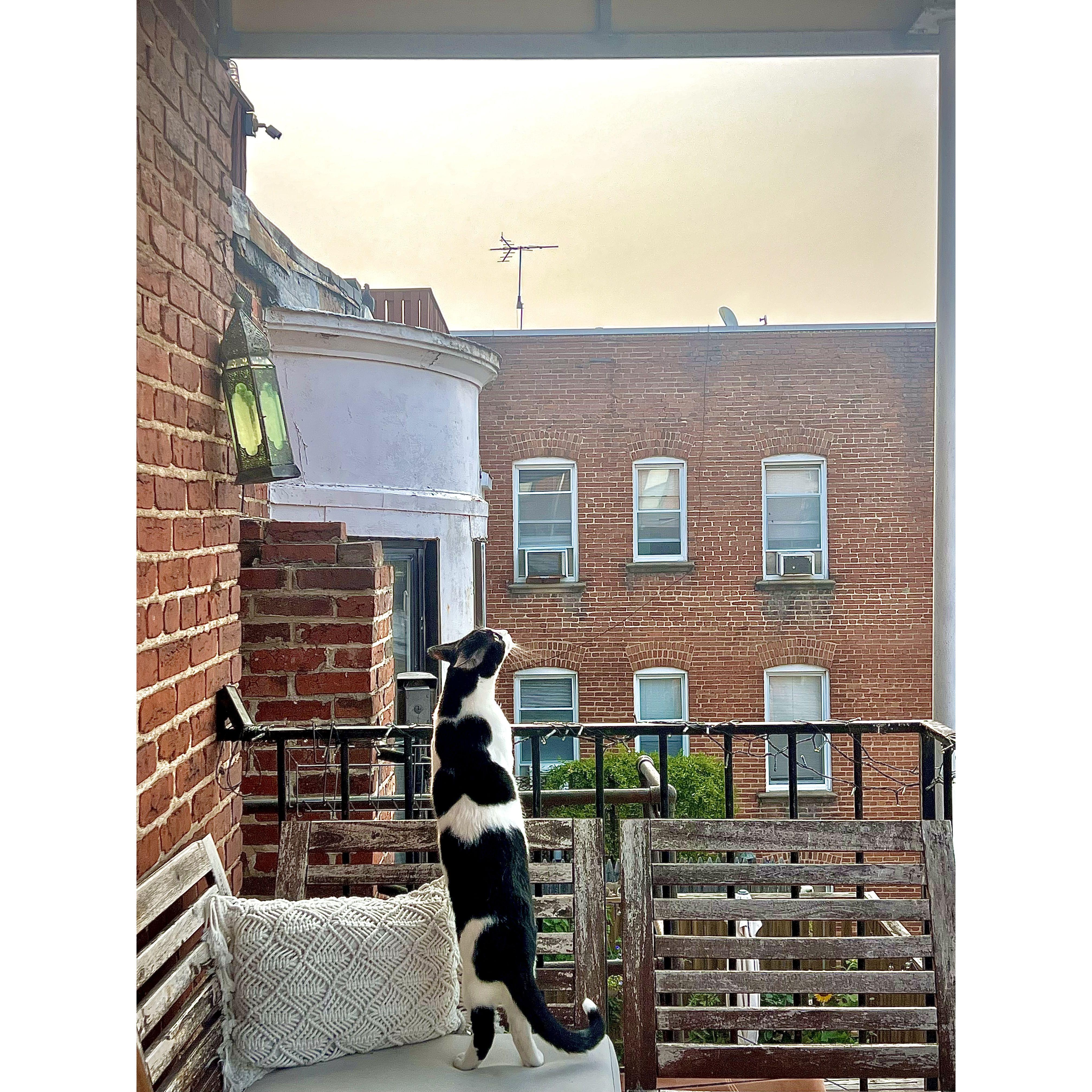 Teddy checking out the scene. Adams Morgan, DC