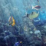 Aquarium of the Pacific
