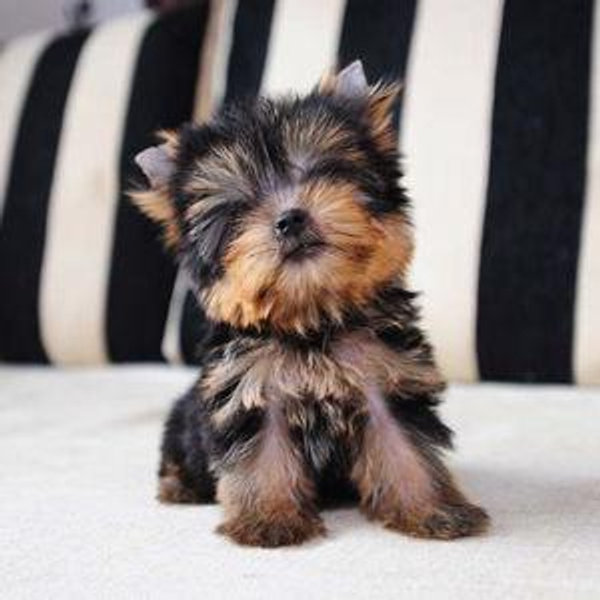 Puppy Fund