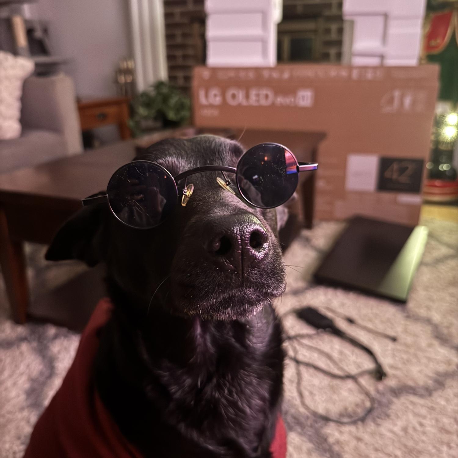 The coolest dog you've ever seen
