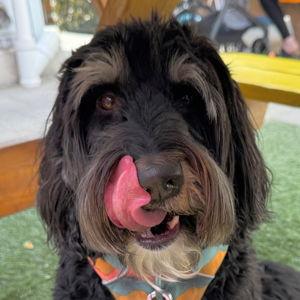 Year's Supply Of Pet Treats