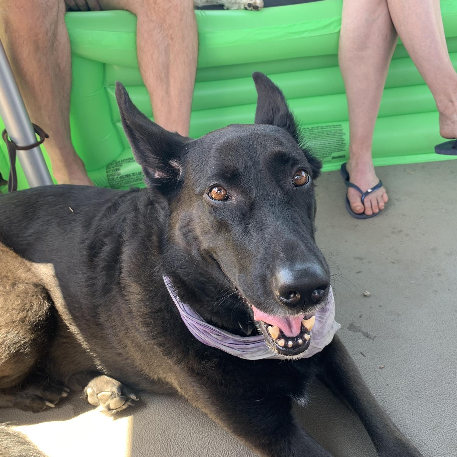 Zula was such a joy to have around, we both miss her greatly