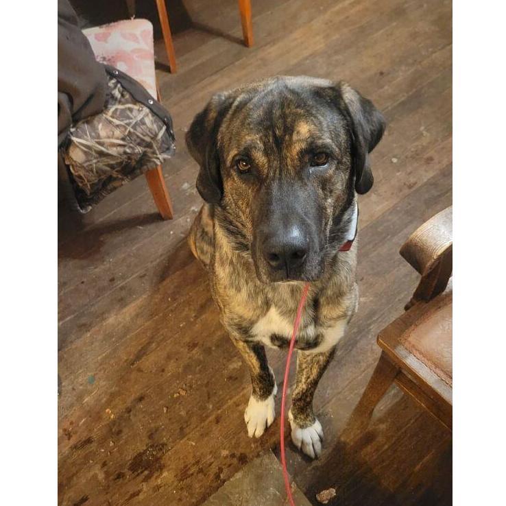 This is our baby Bear who is 4 years old this year.