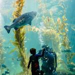 Birch Aquarium