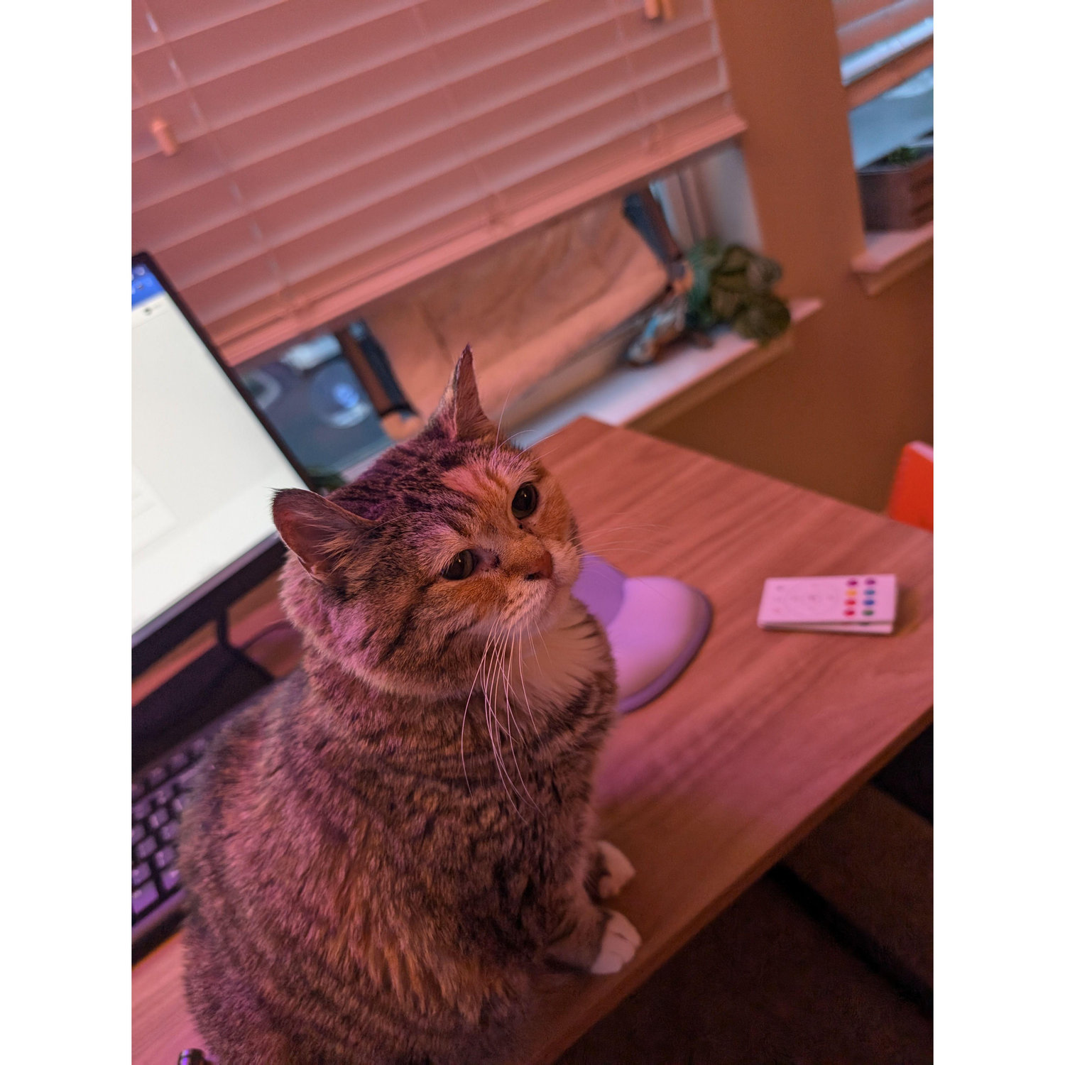 Cheech