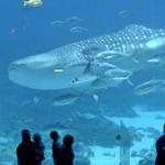 Georgia Aquarium