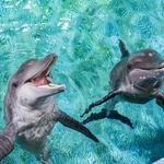 Clearwater Marine Aquarium