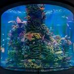 Gran Acuario Mazatlán "Mar de Cortés"