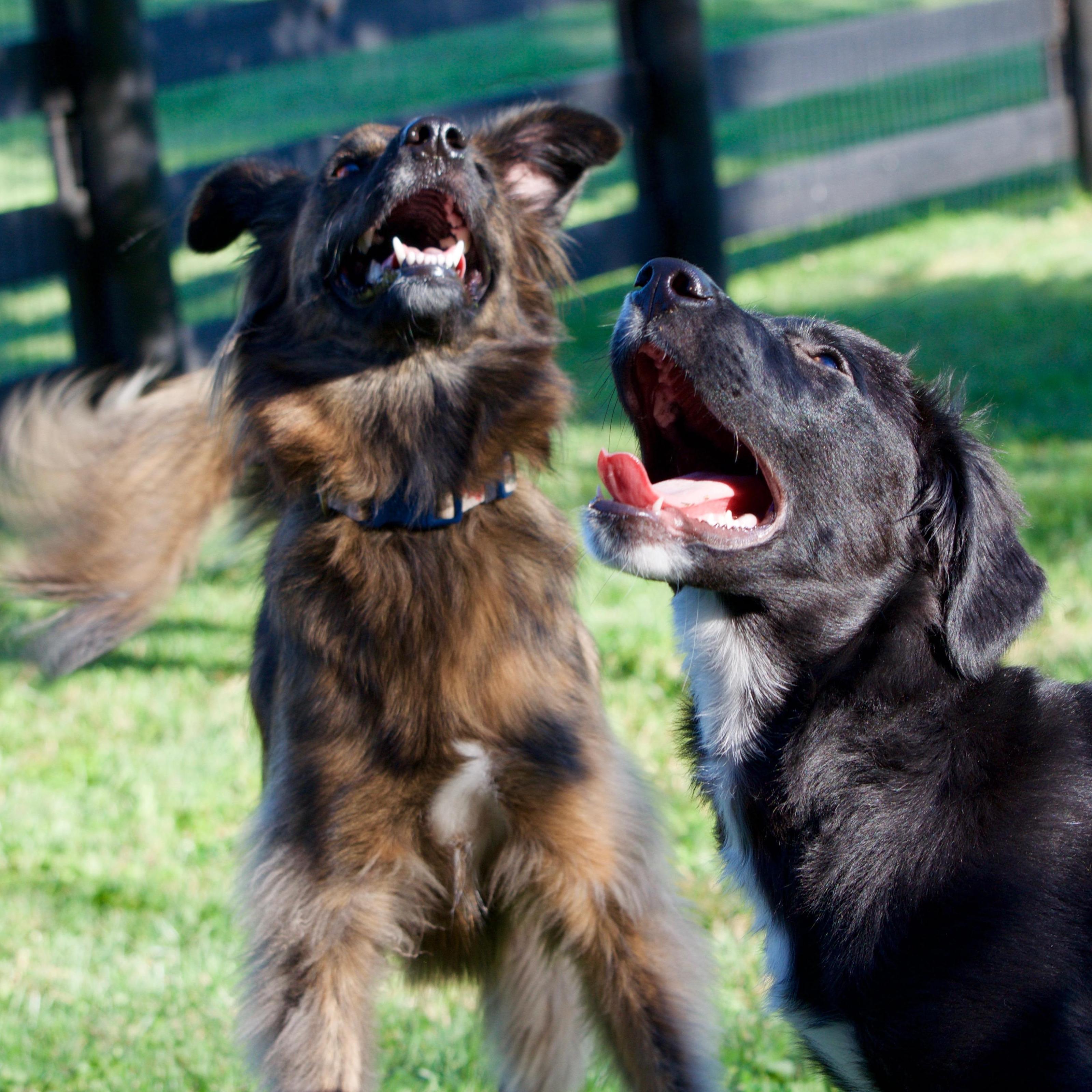 Thea and Dipper: our two goofy babies.
