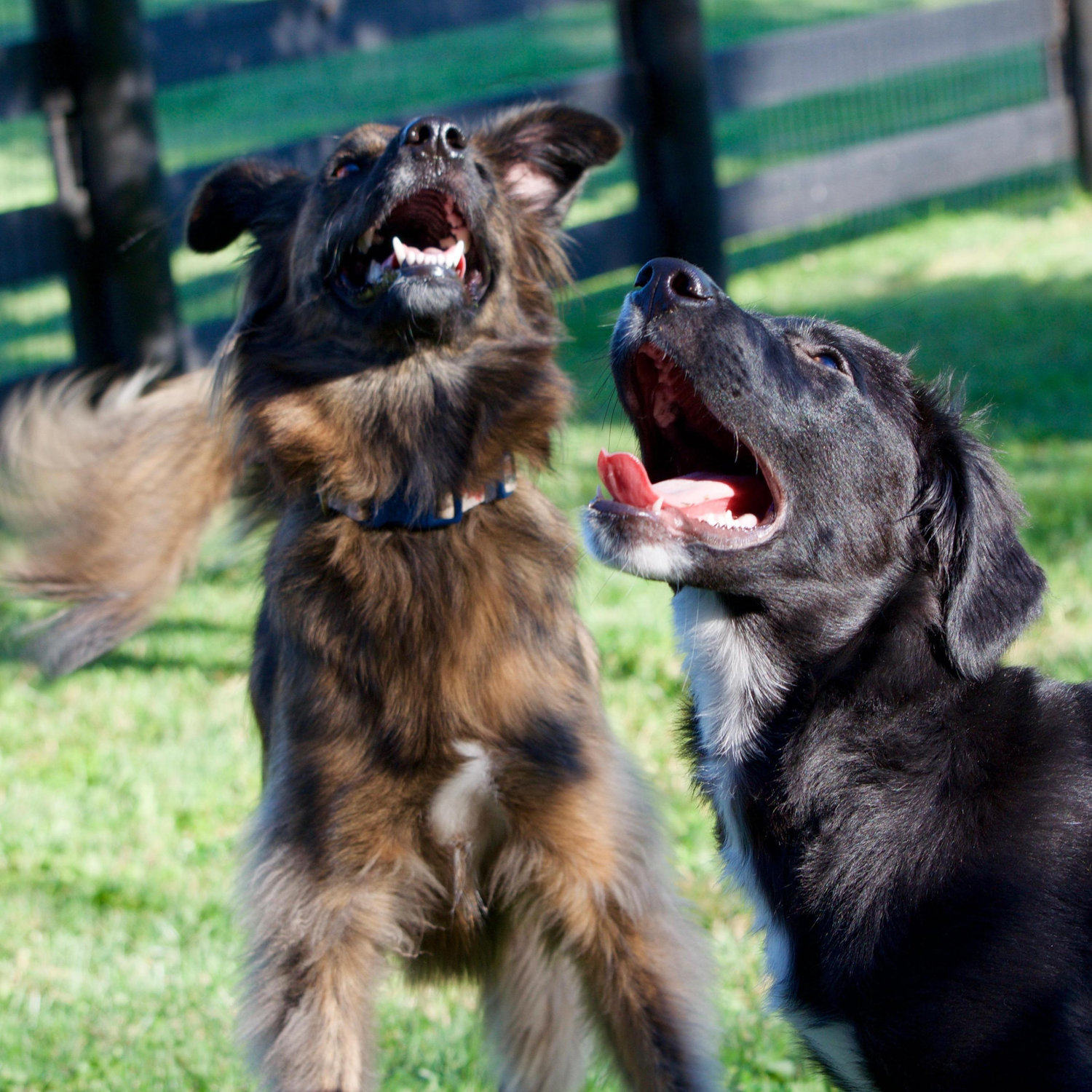 Thea and Dipper: our two goofy babies.