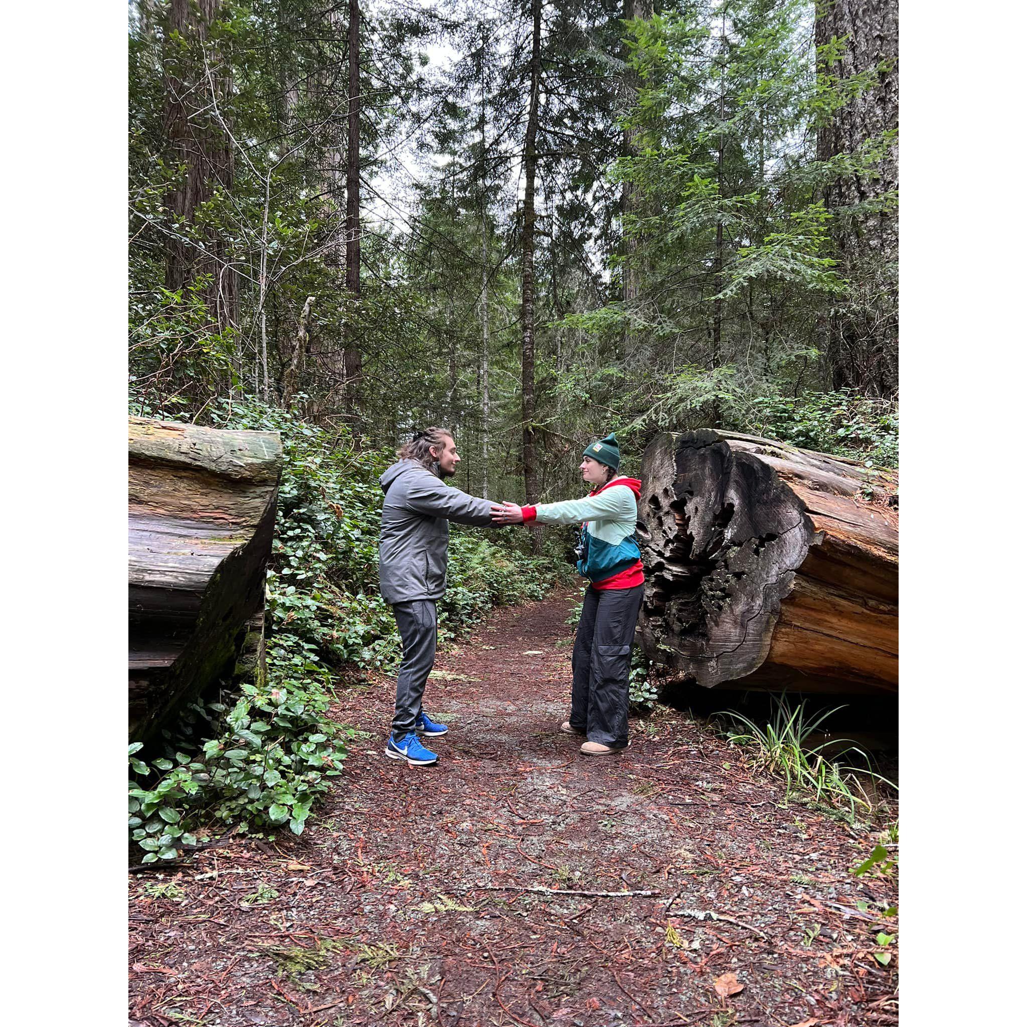Human measuring tapes trying to measure a Redwood tree
