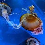 Loveland Living Planet Aquarium
