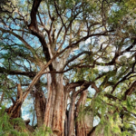 Árbol del Tule