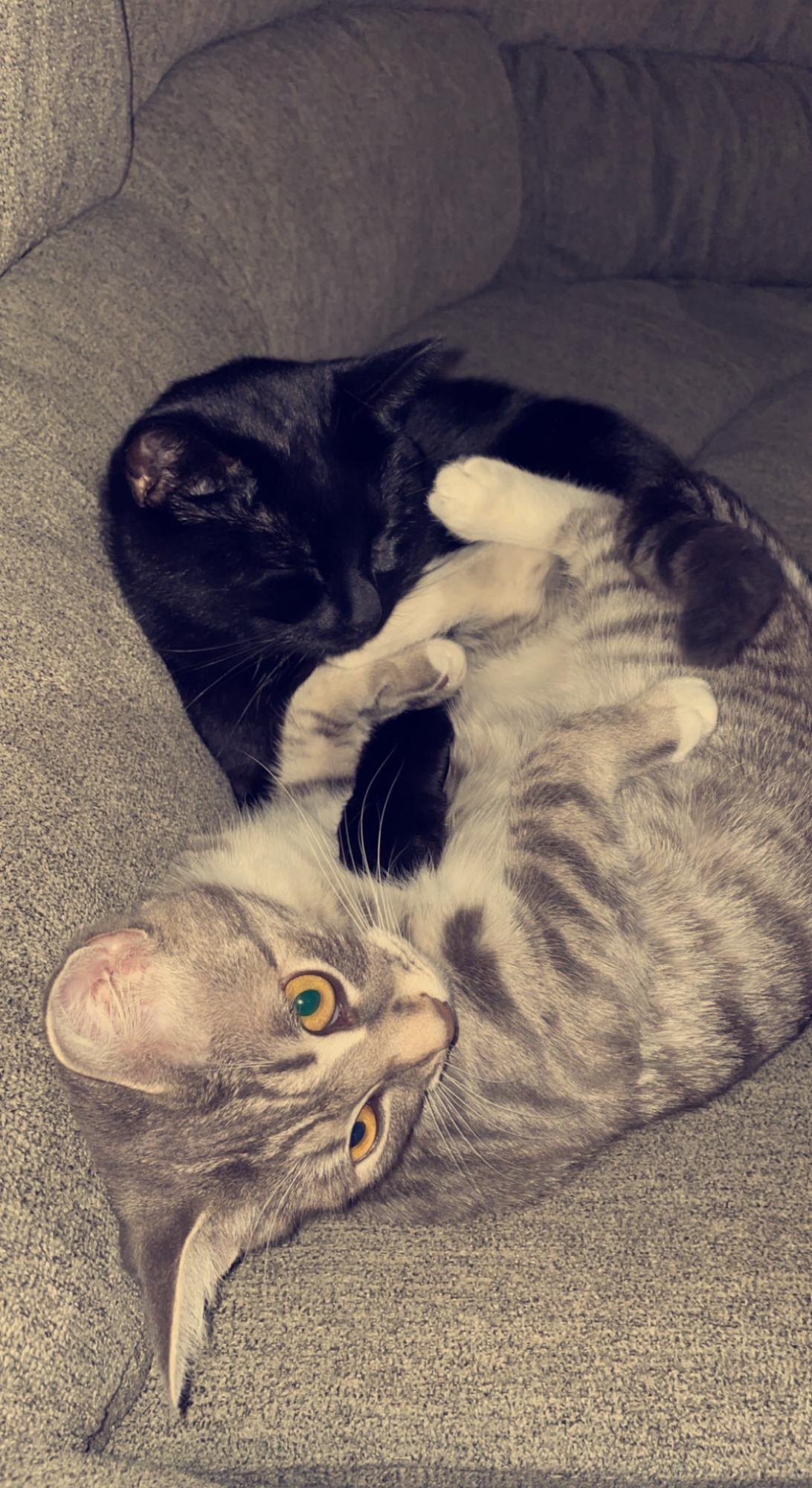 Felix and his sister Chloe