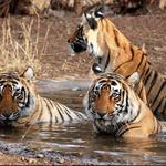 Ranthambhore National park| TIGER SAFARI