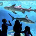 OdySea Aquarium