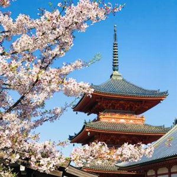 Temple Visit & Cultural Tour at Kyoto