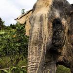 Kulen Elephant Forest