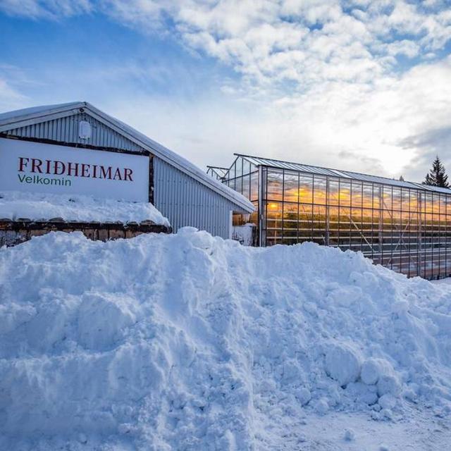 Iceland Adventure: Lunch at Friõheimar Greenhouse