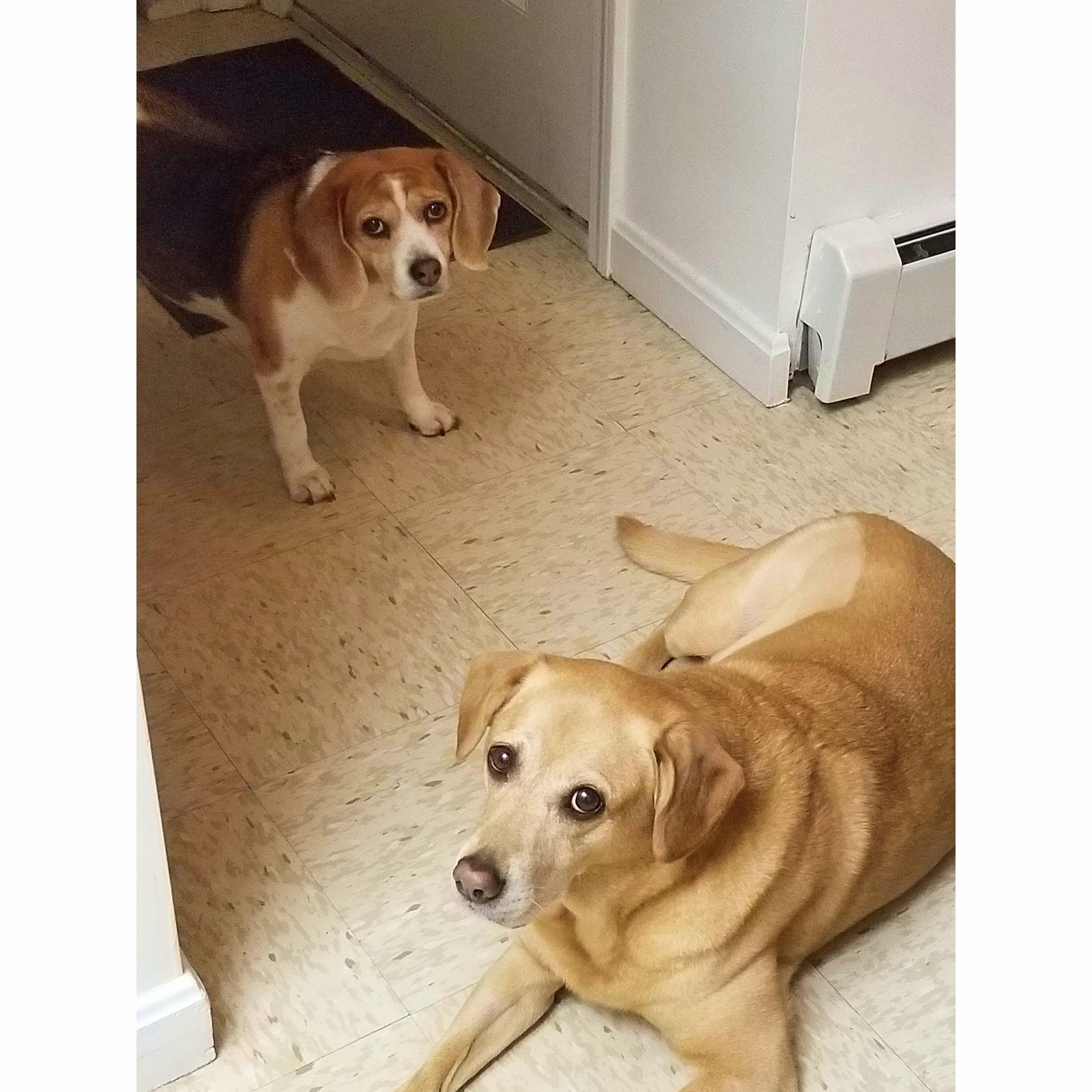 Bo and Lila in the kitchen, patiently waiting for their food.