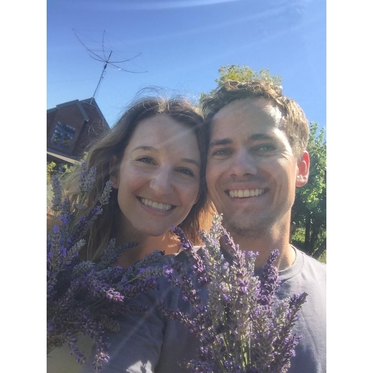 Picking lavender on Vashon Island, Washington
