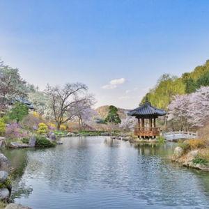 Honeymoon! Nami Island + Garden of Morning Calm