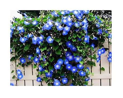 250 Heavenly Blue Morning Blooming Vine Seeds - Wonderful Climbing Heirloom Vine - Morning Glory Non GMO and Neonicotinoid Seed. Marde Ross & Company