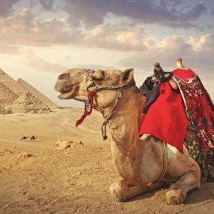 Riding Camels on our Honeymoon