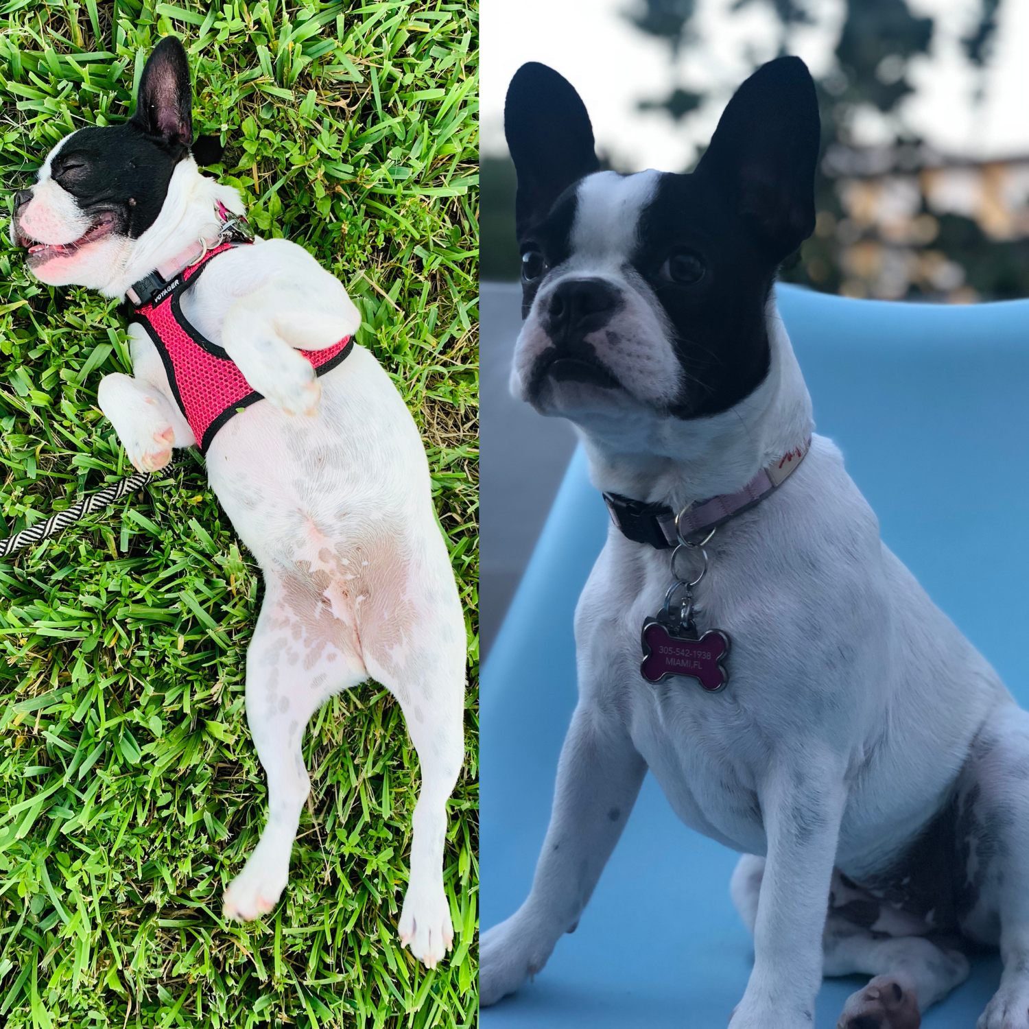 In 2018 our family grew four paws when we welcomed Croissant, a French Bulldog, into our home.