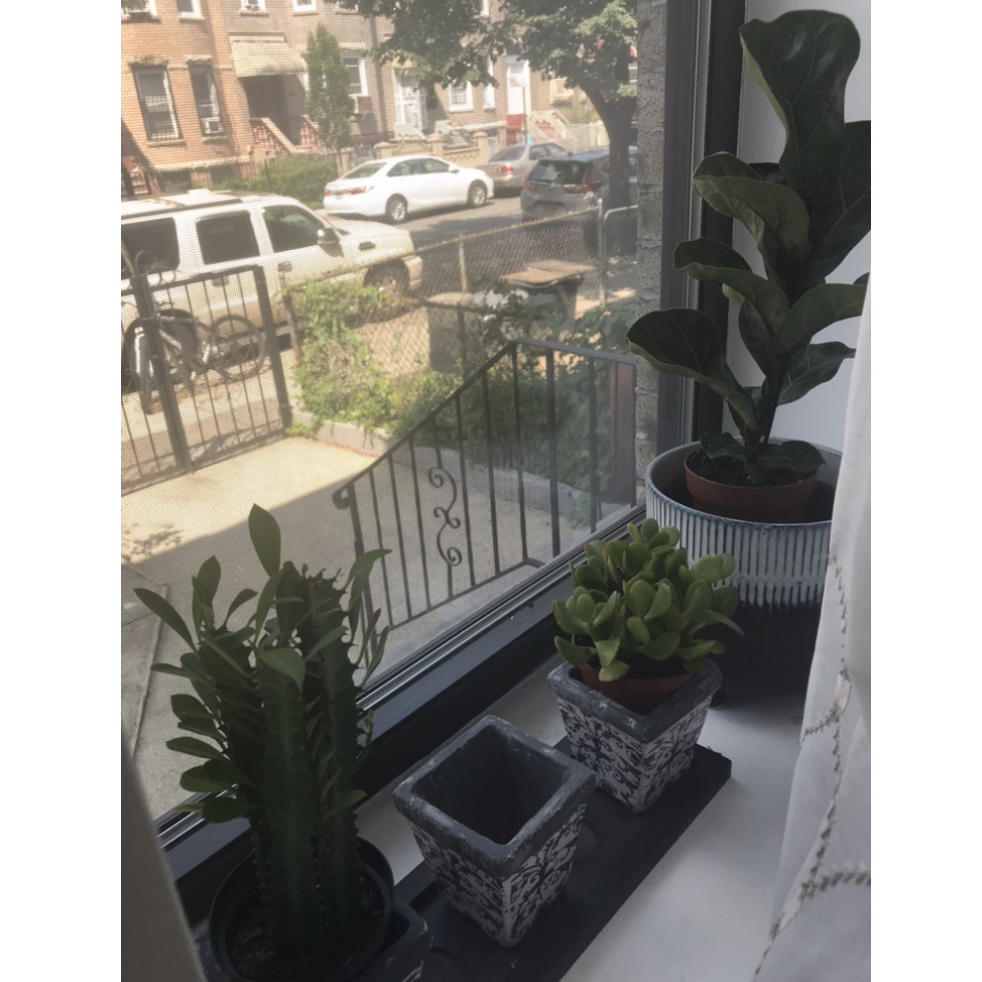 Painstakingly selected these beauties from a nursery in Brooklyn. Lovingly placed in our window overlooking our stoop. Our first place. #shacking (his dad lectured us for a good while on that)