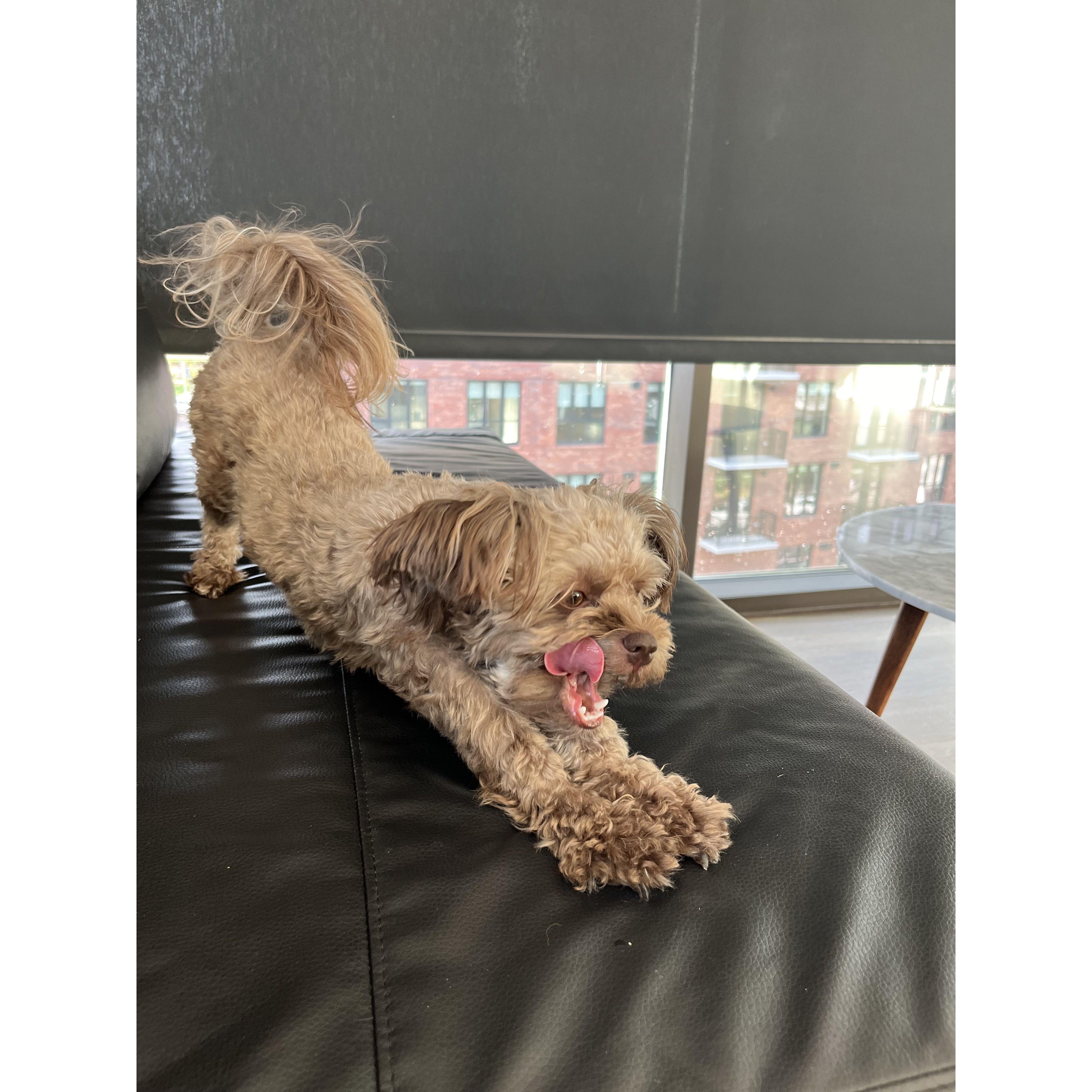 My daughter's (Gabriella) fun little dog, Aurora. She visits Florida often.