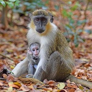 2025 Barbados Small-Group Monkey Feeding Experience (Saint Lucy Parish) - with Reviews
