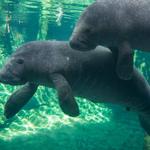 Columbus Zoo and Aquarium