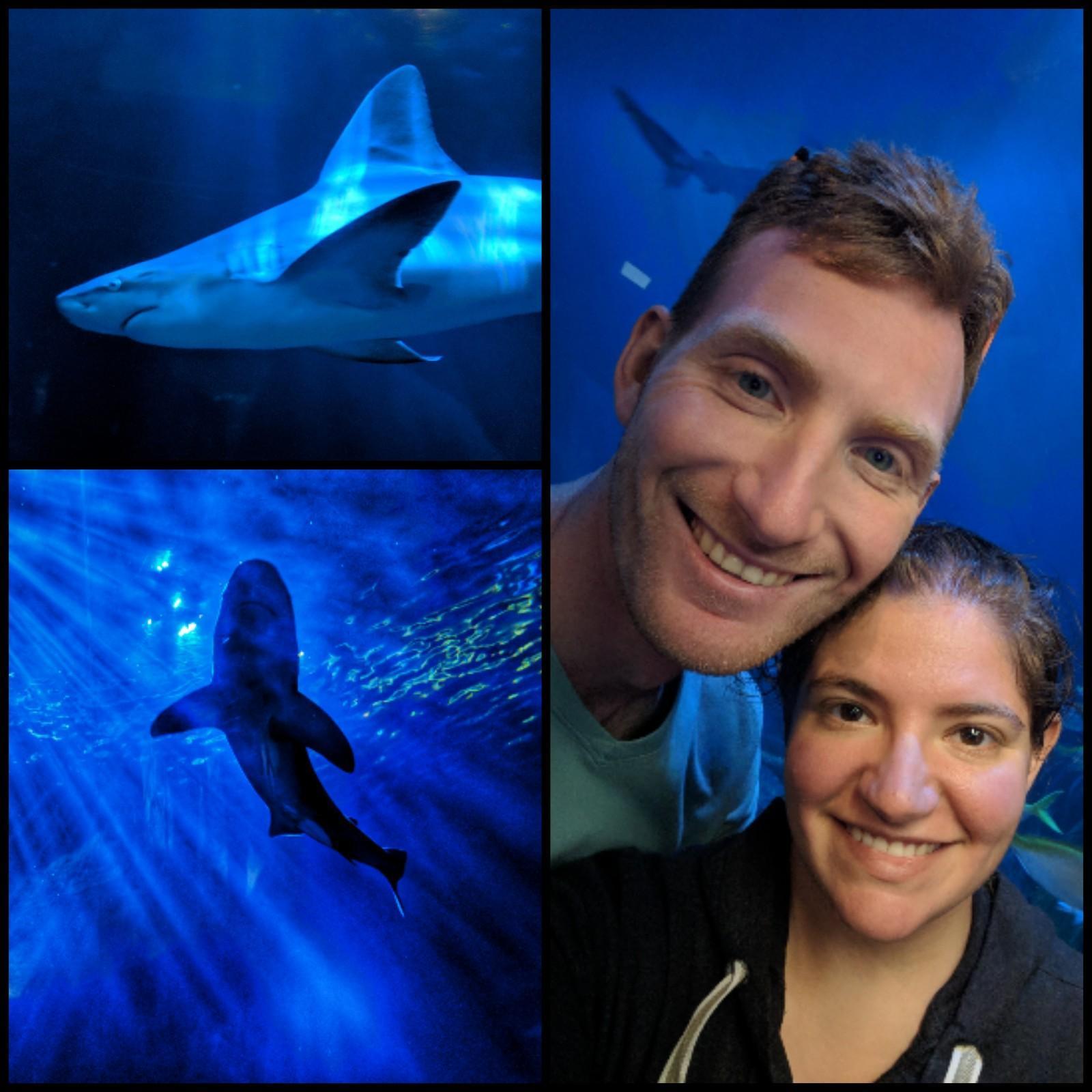 Exploring the Shedd Aquarium in Chicago. Aquariums are special to us since our first date was at an aquarium!