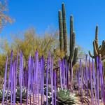 Desert Botanical Garden