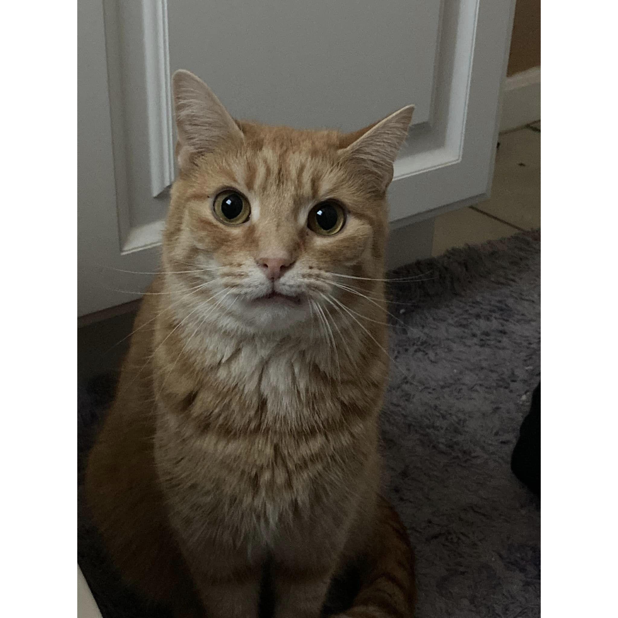 Merigold is beloved by all. She is very orange.