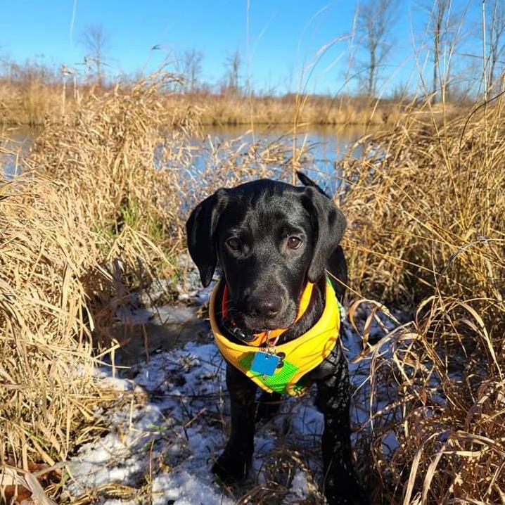 The newest member of our family Goose! He is a black lab puppy with sooo much energy and spunk. He is the best!