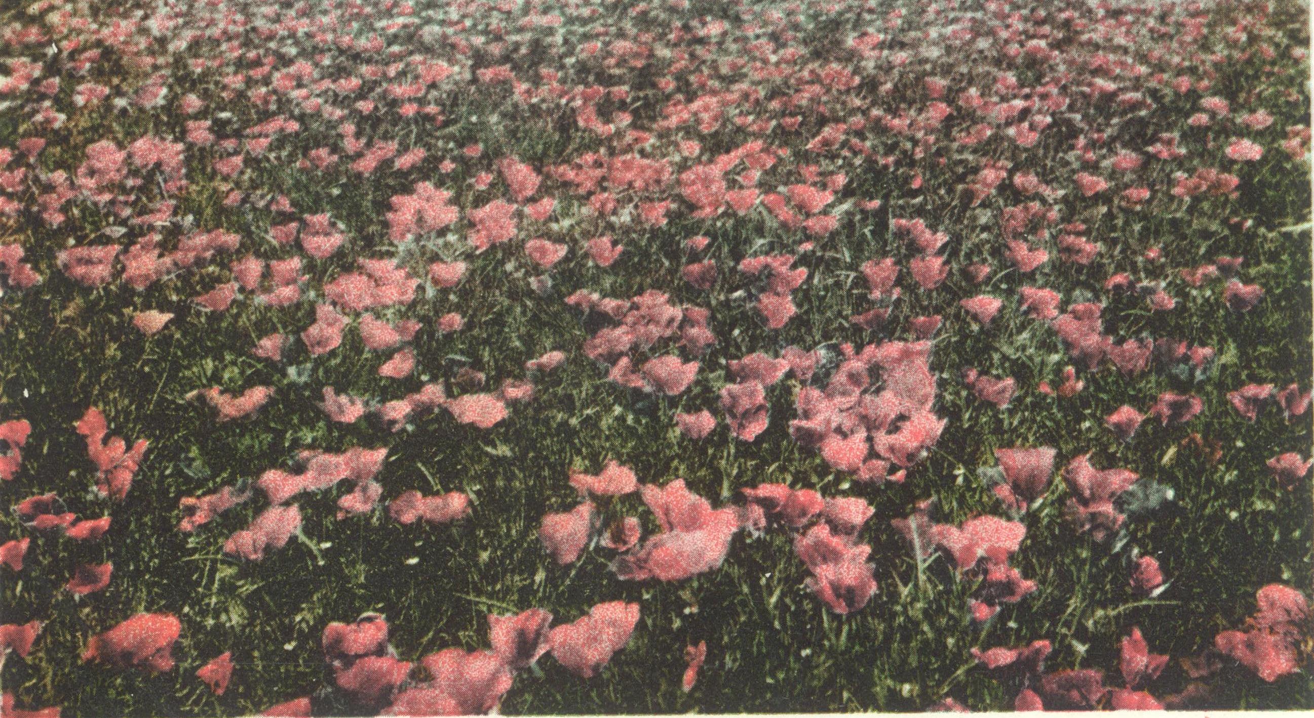 Footer image