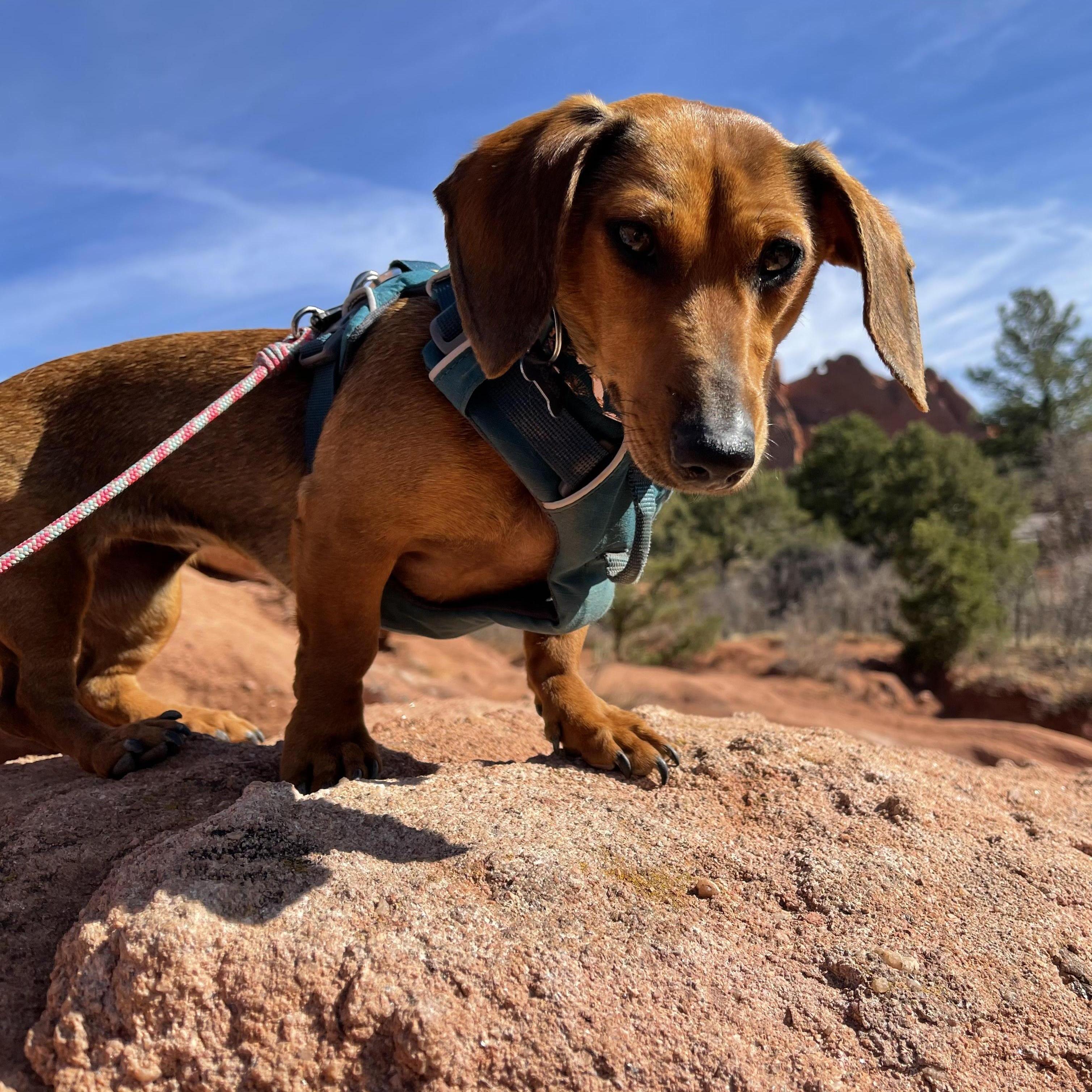 Penny hiking at Garden of the Gods in Colorado Springs, CO. She loved hiking and climbing the big rocks.